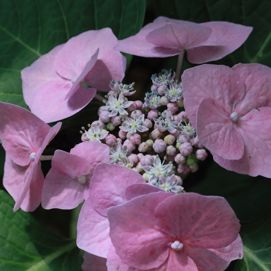 2015 07 06 HTP 0366
